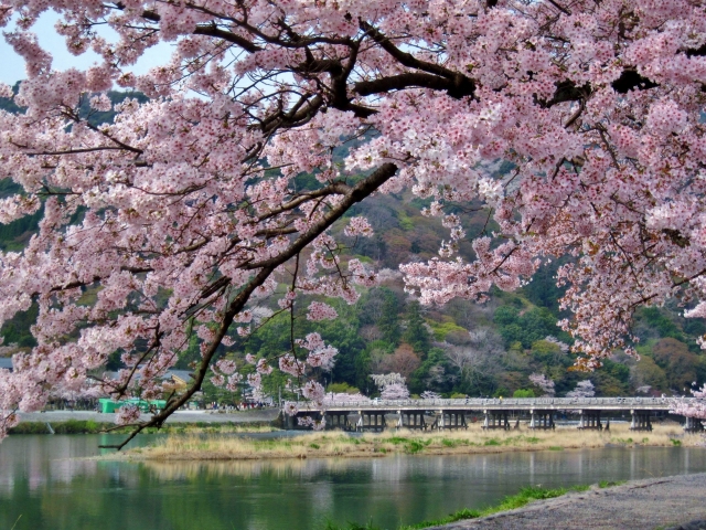 渡月橋の桜