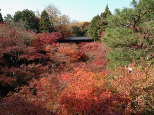 紅葉_東福寺