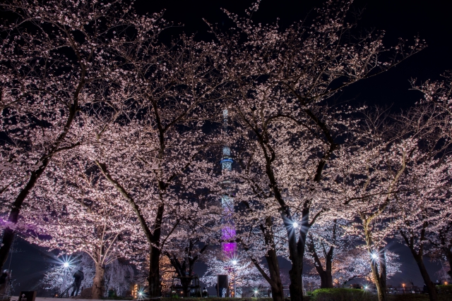 隅田公園の夜桜とスカイツリー