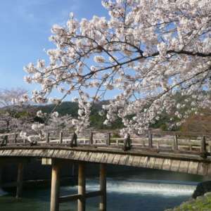 嵐山渡月橋の桜