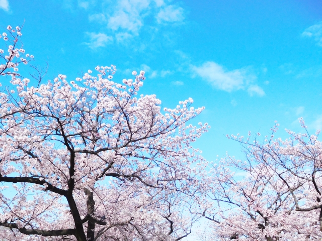 着物でお花見♪ ～東京・浅草から少し足を伸ばして～